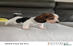 Basset Hound dogs for sale: Bassett Hound Puppies for Sale - Image 15