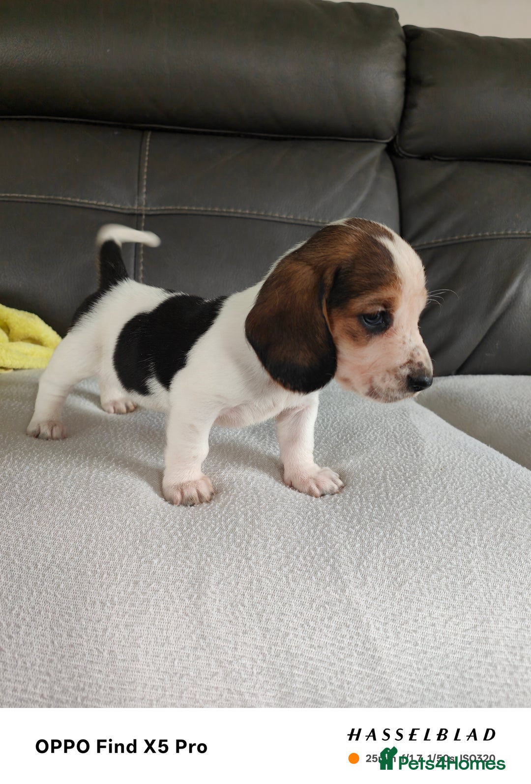 Basset Hound dogs for sale: Bassett Hound Puppies for Sale - Image 15