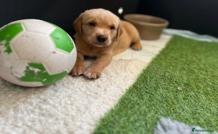 Labrador Retriever dogs - Advert 12