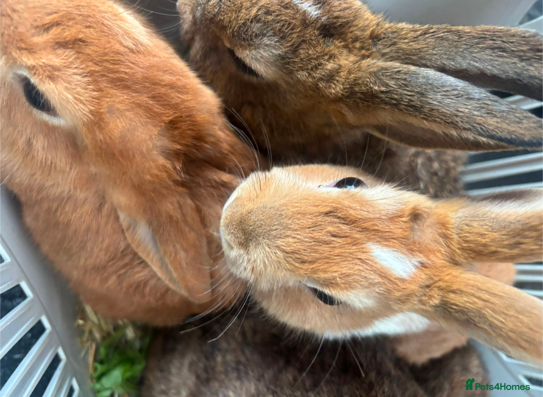 English rabbits for sale: Various Rabbits And Bunnies. Mixed Gender, colours - Advert 16