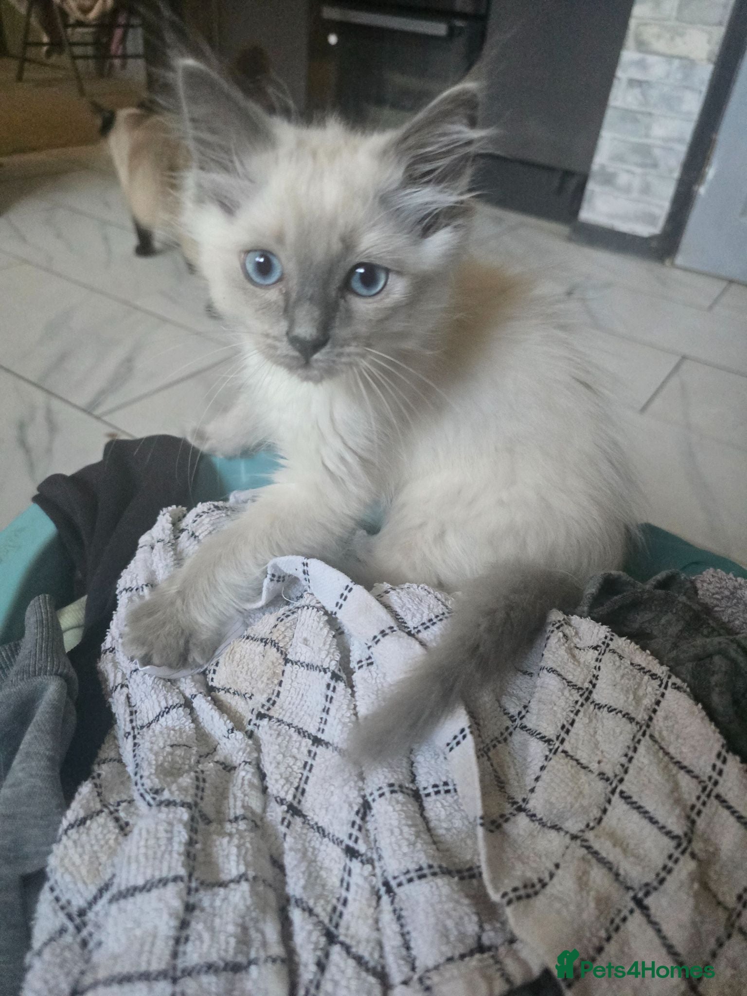 Ragdoll cats Last 2 ready to leave now £400 - Advert 16