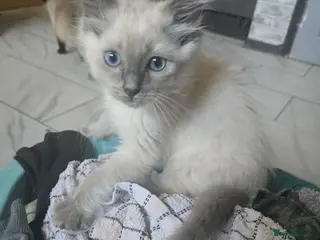 Ragdoll cats Last 2 ready to leave now £400 - Advert 16