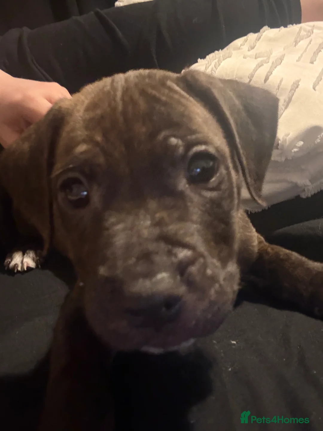 Staffordshire Bull Terrier dogs for sale: Male Tiger Print Staffy - Advert 3