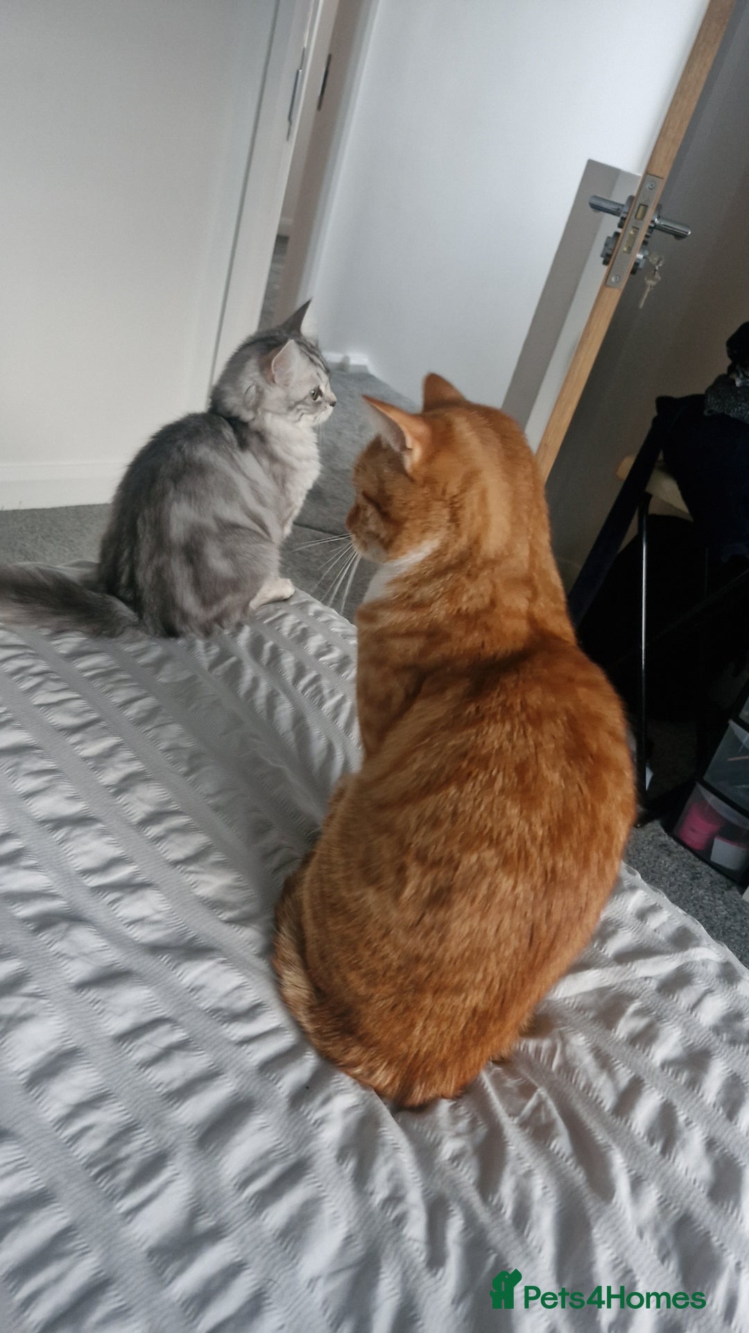 Perdoll cats for sale: Persian Ragdoll Kitten & Ginger Tabby Cat - Advert 4