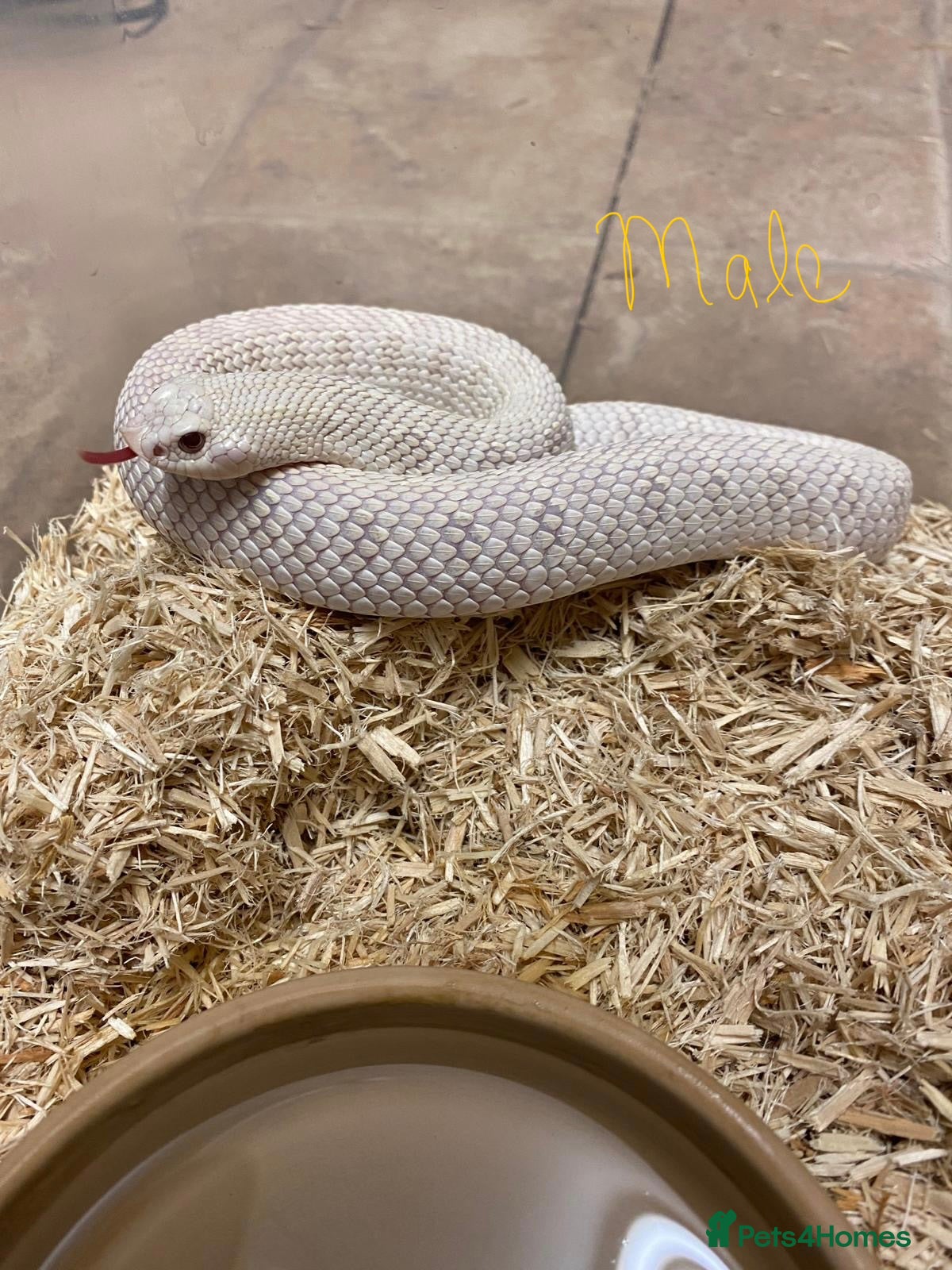 Snake reptiles Ready to Breed Pair Hognose CB19 Snow Snakes  - Advert 2