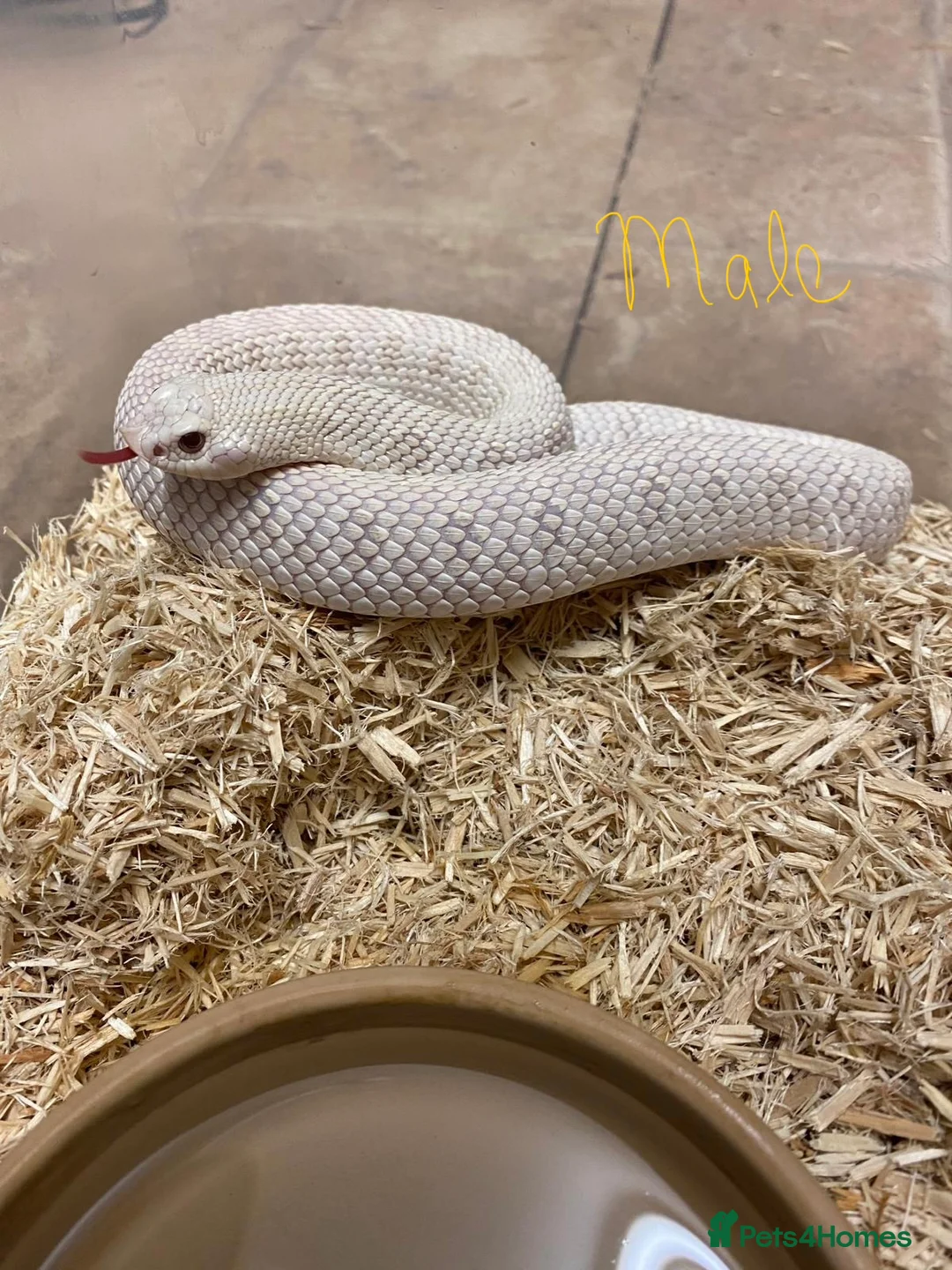 Snake reptiles for sale: Ready to Breed Pair Hognose CB19 Snow Snakes  - Advert 2