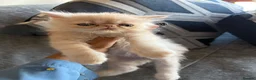 Persian cats for sale: Persian Teddy Bear kittens  - Advert 11