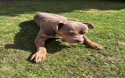 Mixed Breed dogs for sale: Beautiful Staffordshire bull terrier.  - Image 4