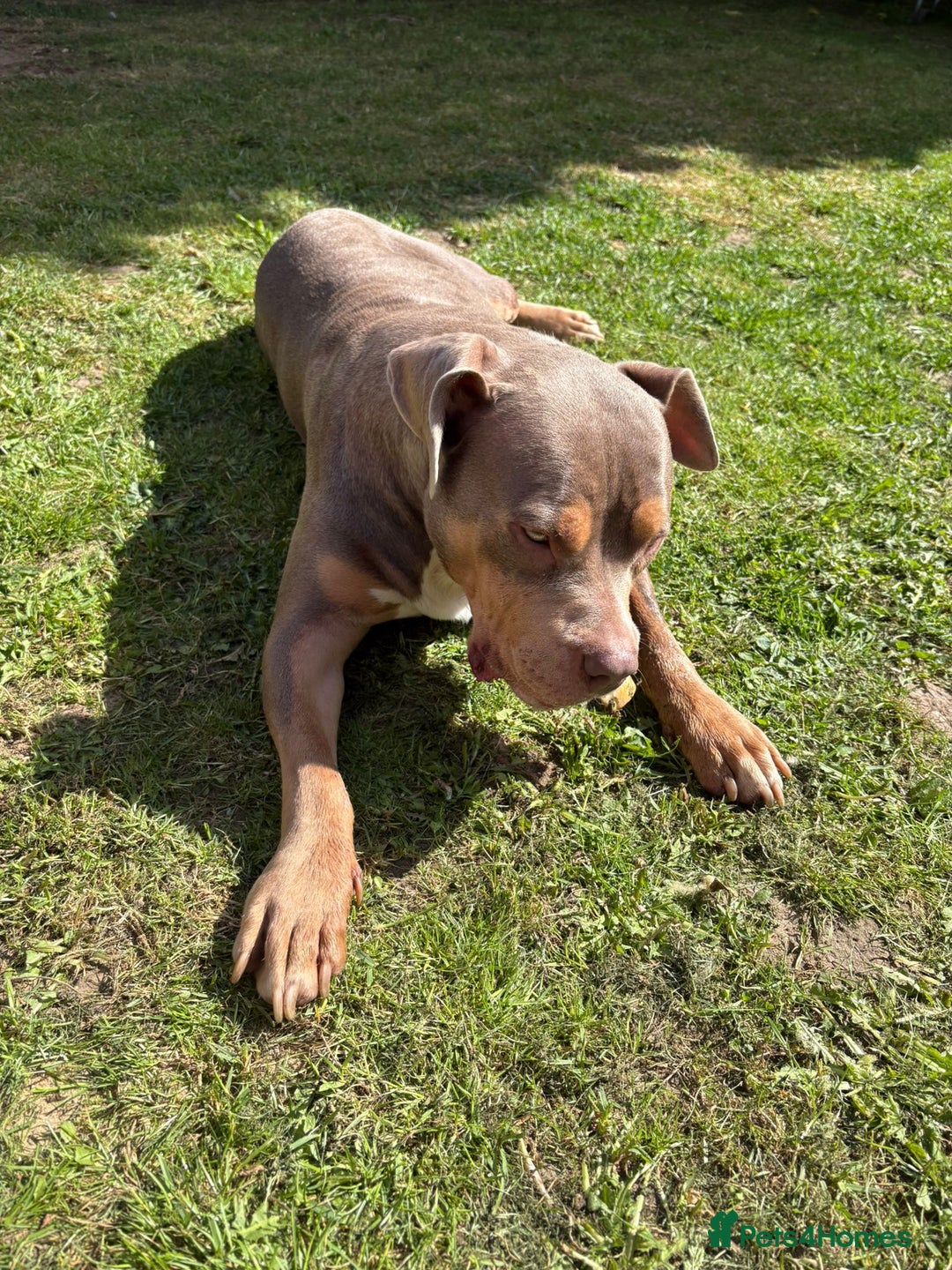 Mixed Breed dogs for sale: Beautiful Staffordshire bull terrier.  - Image 4