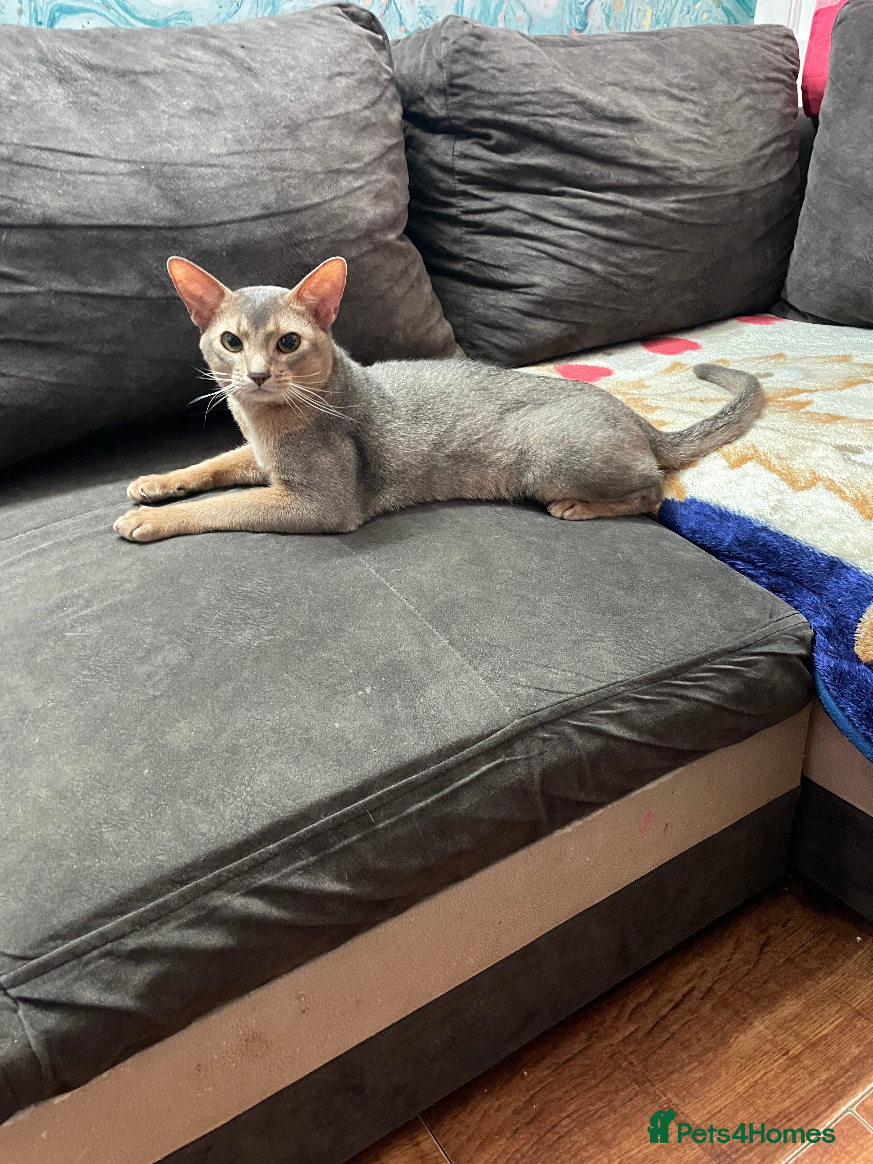 Abyssinian cats STUD ONLY! in London in London - Advert 4