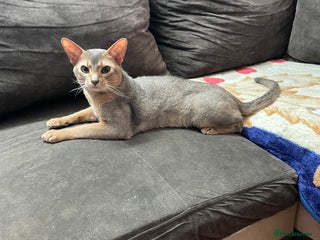 Abyssinian cats in London - Advert 9