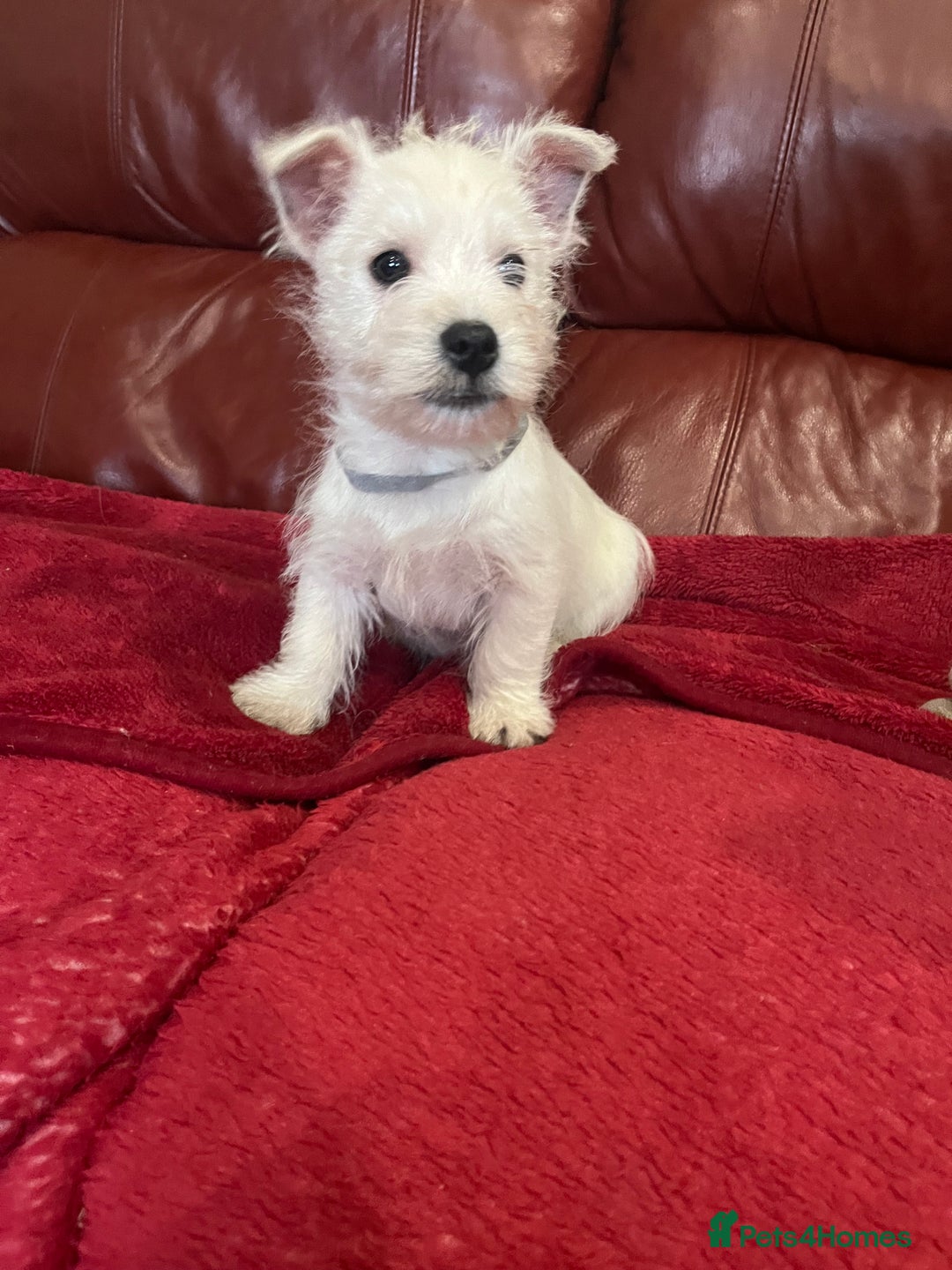 West Highland Terrier dogs for sale: 1 Boy Left   - Advert 7