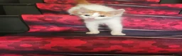 Mixed Breed cats for sale: Adorable Kittens ready for their forever homes in Biggleswade - Advert 4