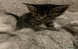 Mixed Breed cats for sale: Kittens for sale - Image 5