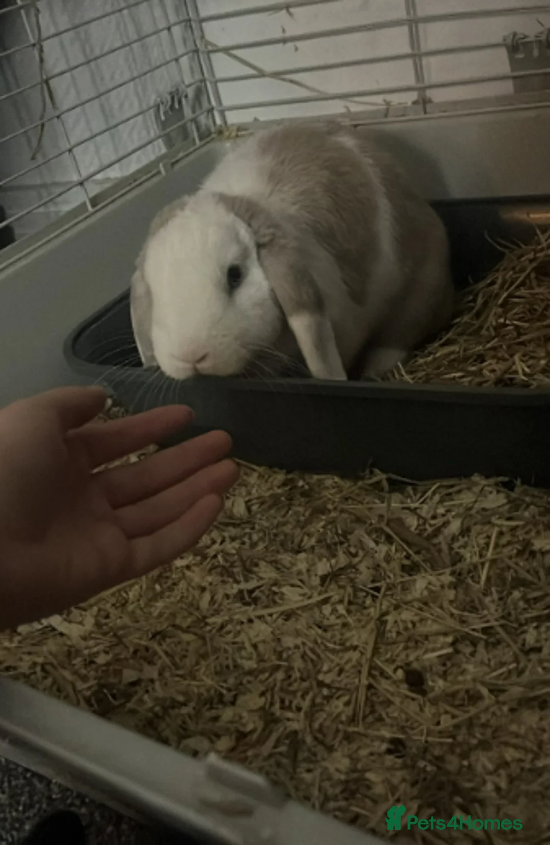 Mixed Breed rabbits for sale: 2 girl bunnies  in Crewe - Advert 1