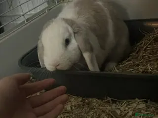 Mixed Breed rabbits 2 girl bunnies - Advert 1