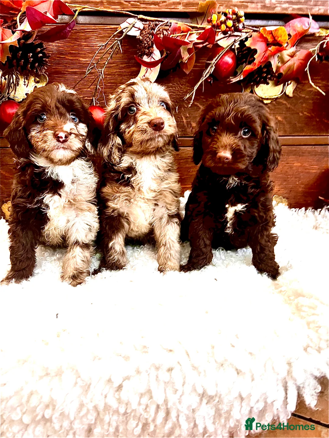 Sproodle dogs for sale: Chocolate Sproodle Puppies rare Merle  - Advert 5