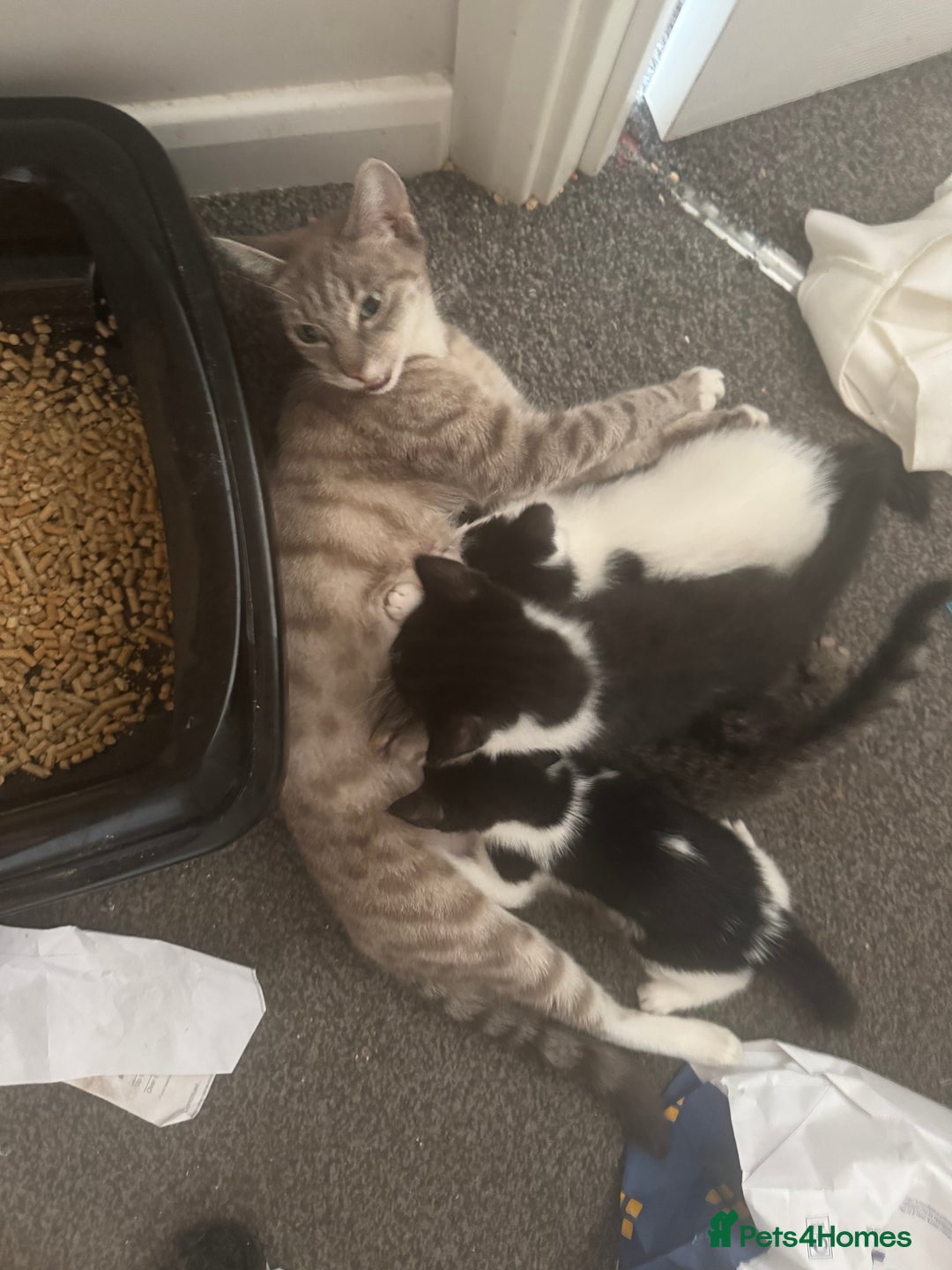 Mixed Breed cats for sale: Ready for new home  - Image 1