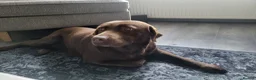 Labrador Retriever dogs for sale: Bella chocolate Labrador bitch . - Advert 4