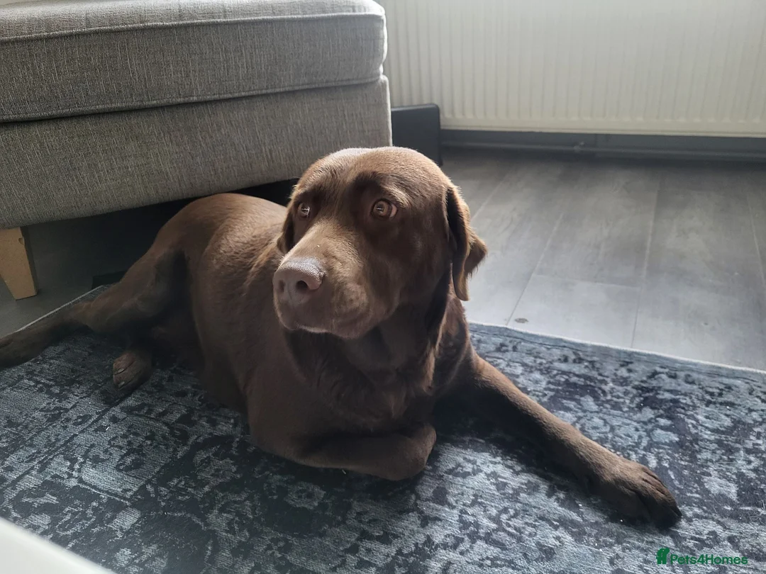 Labrador Retriever dogs for sale: Bella chocolate Labrador bitch . - Advert 4