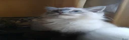 Ragdoll cats for sale: Beautiful brother and sister Ragdoll kittens - Advert 12