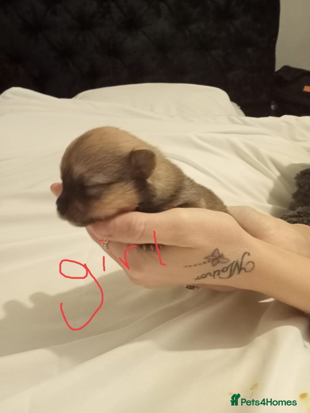 Pomeranian dogs for sale: Pomeranian  - Advert 5