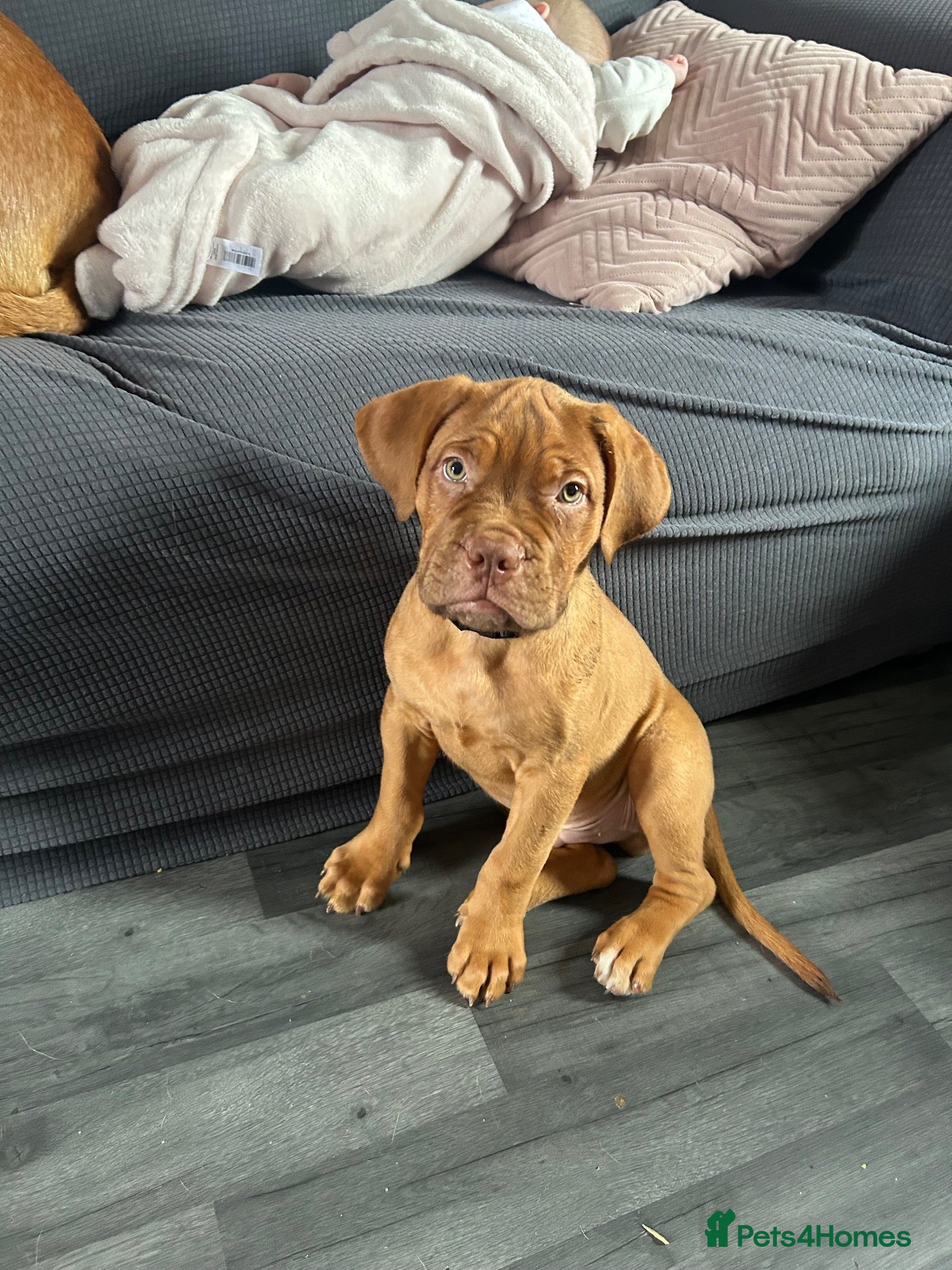 Dogue De Bordeaux dogs Dogue De Bordeaux Puppies - Advert 12