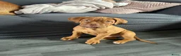 Dogue De Bordeaux dogs for sale: Dogue De Bordeaux Puppies - Advert 1