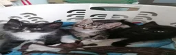 Mixed Breed cats for sale: Cute & Cuddly Kittens ready now - Advert 1