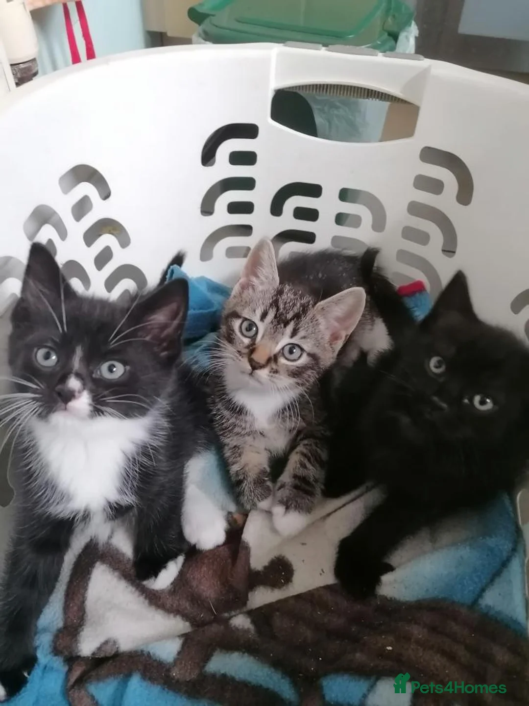 Mixed Breed cats for sale: Cute & Cuddly Kittens ready now - Advert 1