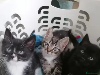 Mixed Breed cats Cute & Cuddly Kittens ready now - Advert 1
