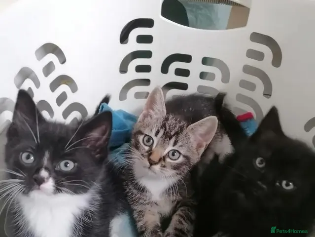 Mixed Breed cats Cute & Cuddly Kittens ready now - Advert 3