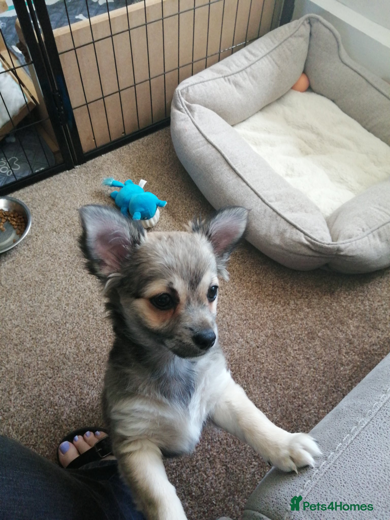 Chihuahua dogs for sale: Chihuahua puppy  in Okehampton - Advert 8