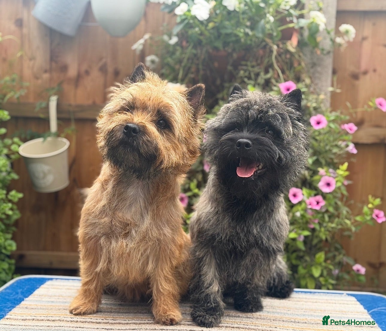 Cairn Terrier dogs KC pups off Health Tested parents, avail 11th Oct - Advert 2