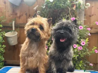 Cairn Terrier dogs KC pups off Health Tested parents, avail 11th Oct - Advert 2