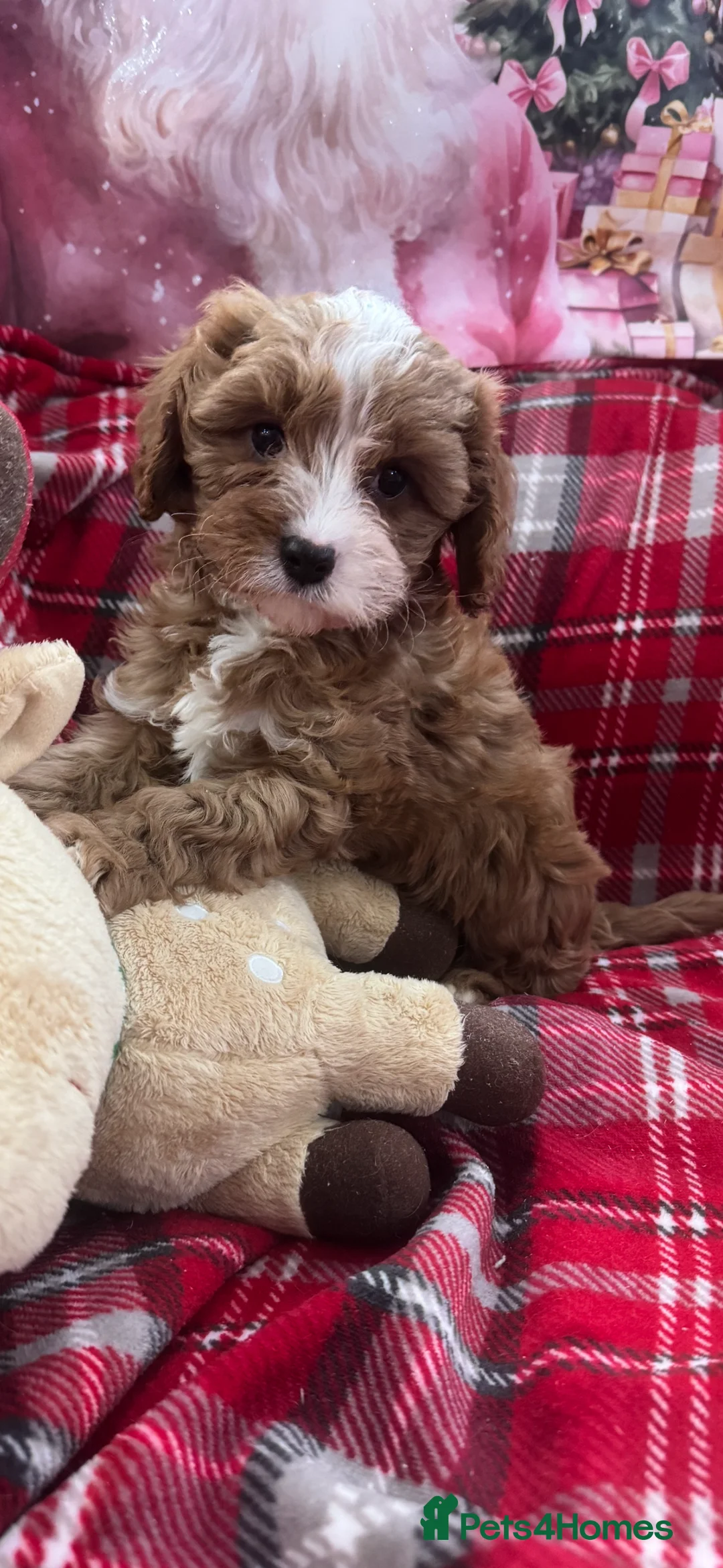 Cavapoo dogs for sale: Cavapoo boy pups ready now 🏡 - Advert 16