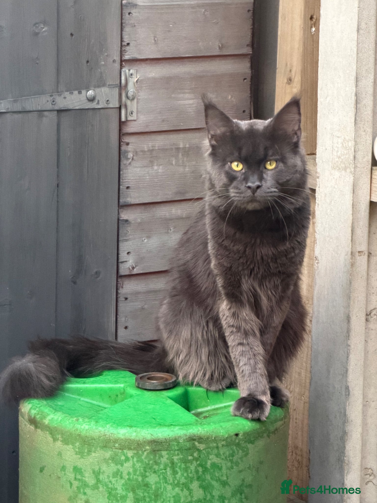 Maine Coon cats Mainecoon stud - Advert 3