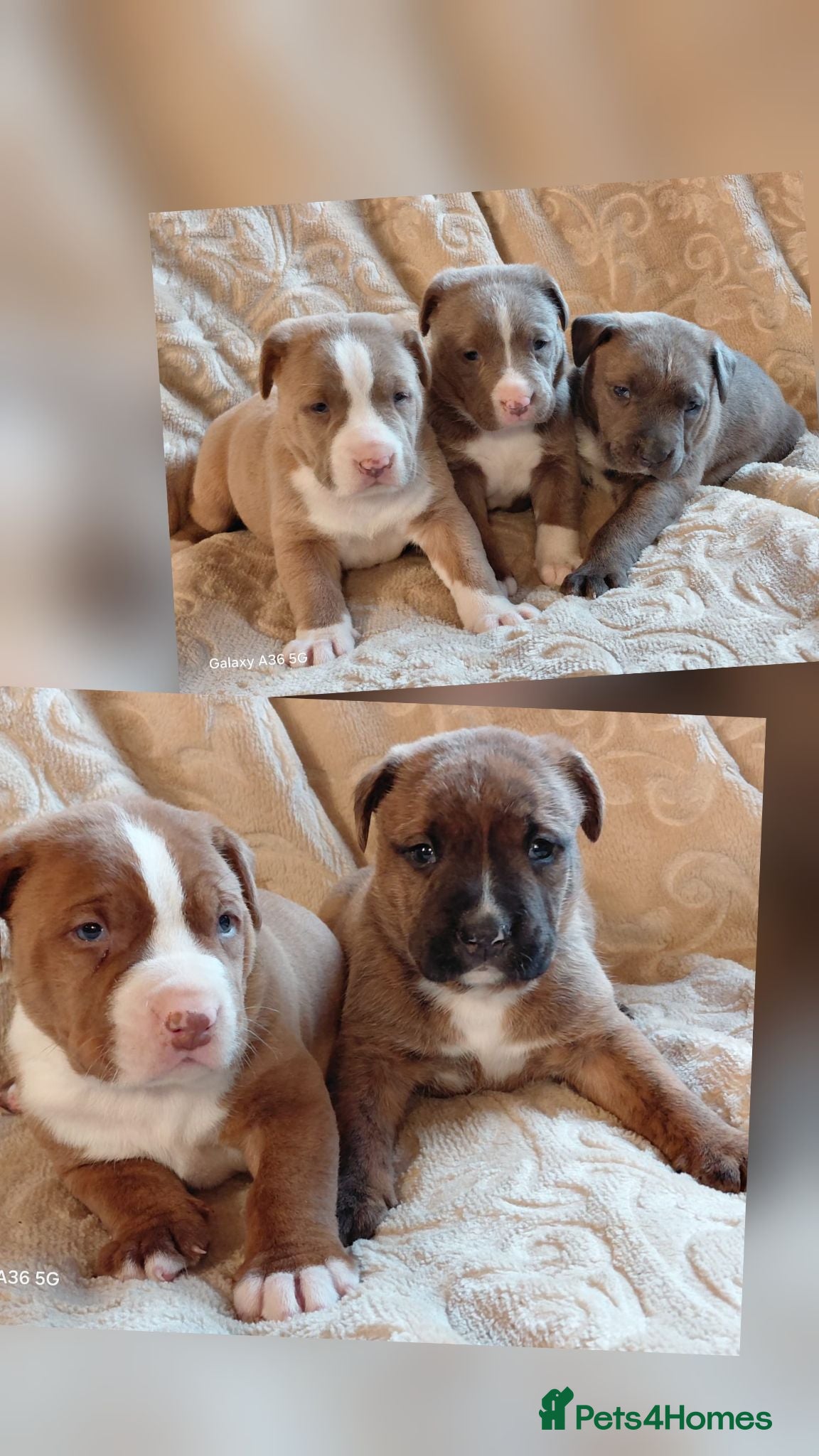Mixed Breed dogs Stunning Bullmastiff x Pups - Advert 1