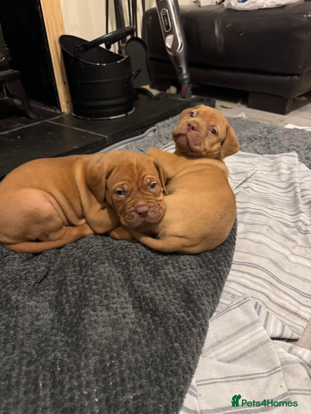 Dogue De Bordeaux dogs for sale: Dogue de Bordeaux pups for sale - Advert 21