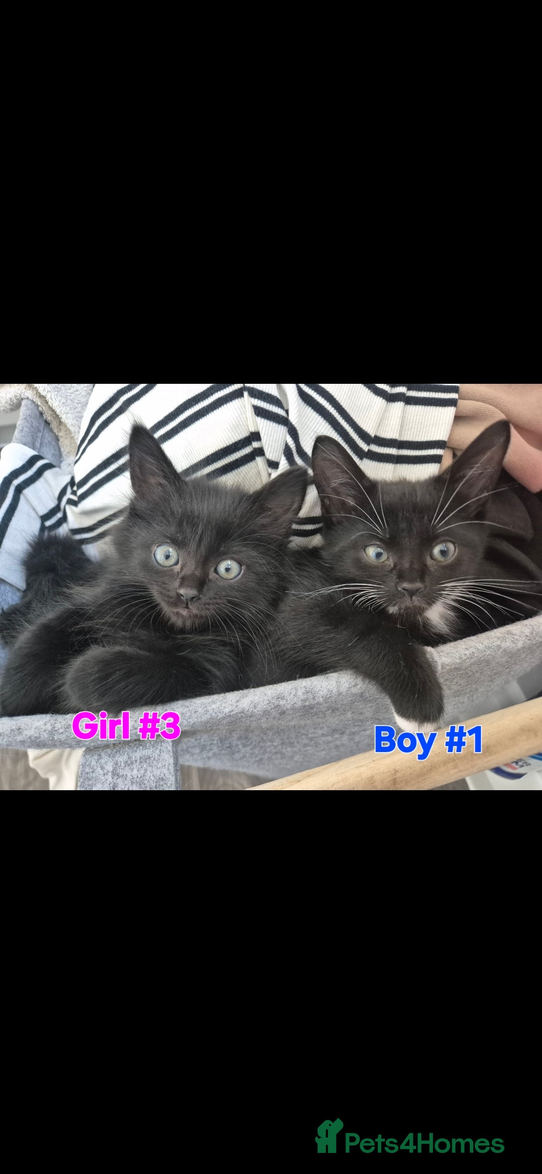 Mixed Breed cats for sale: 6 adorable kittens looking for homes❤️ - Image 4