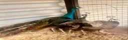 Peafowl poultry for sale: Peacock and peahens trio for sale - Advert 2