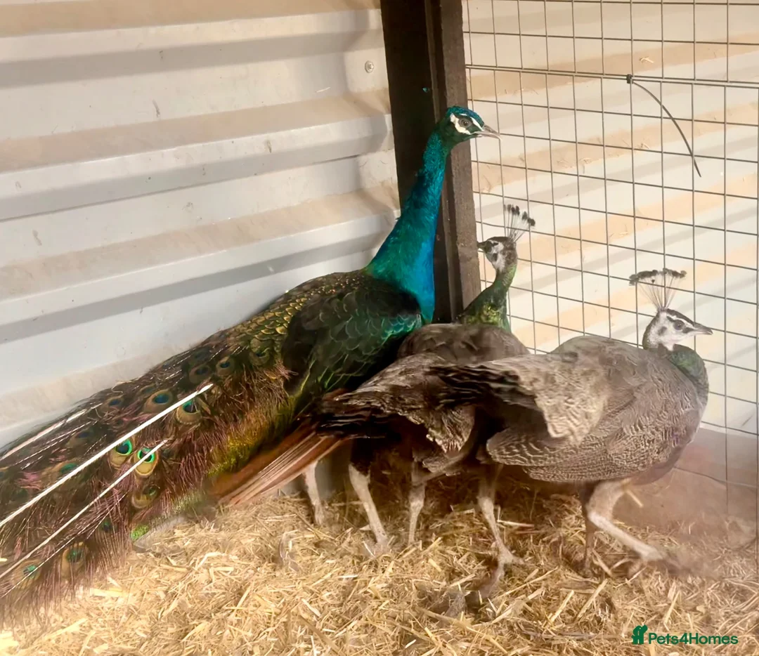 Peafowl poultry for sale: Peacock and peahens trio for sale - Advert 2