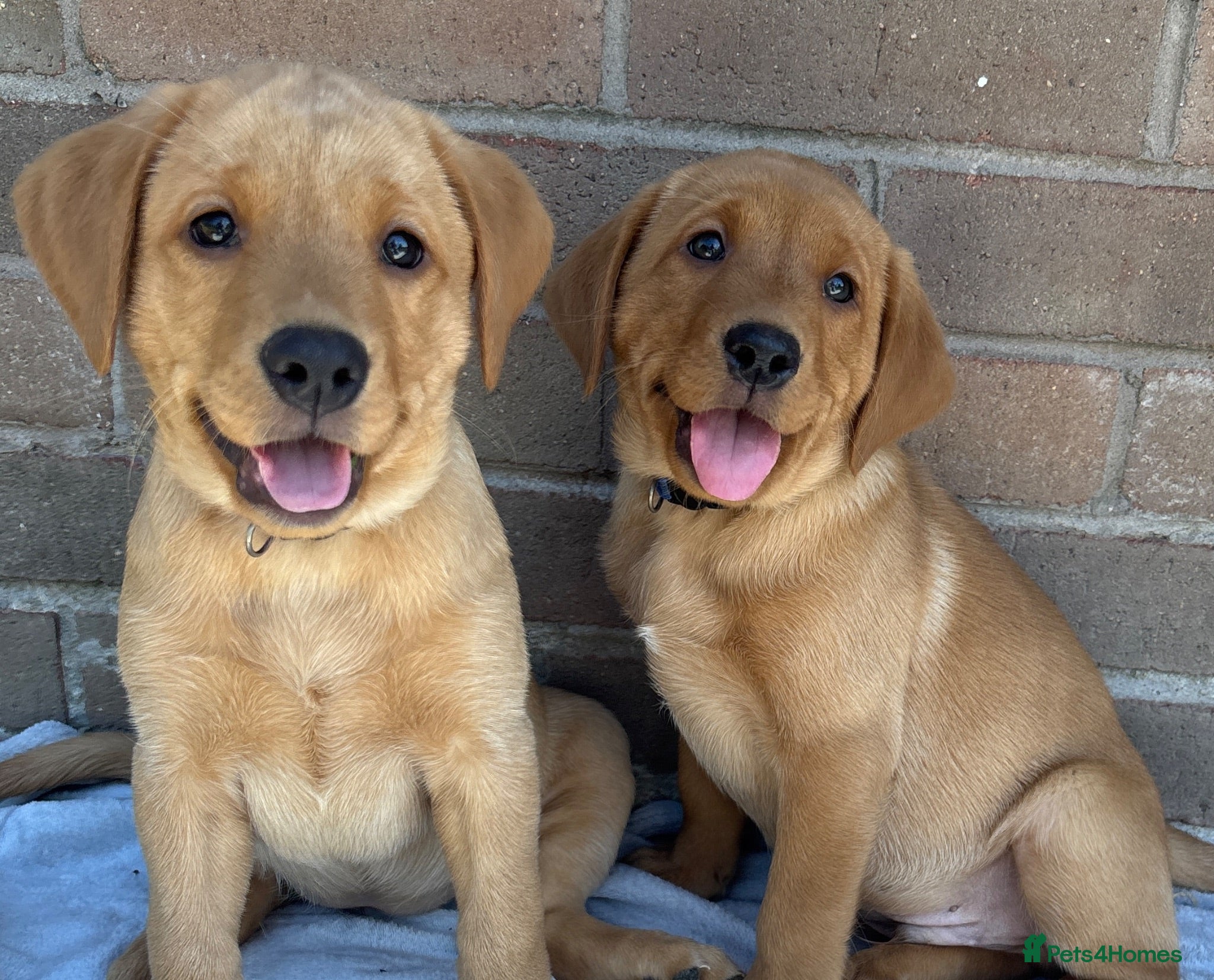 Labrador Retriever dogs Stunning Red Fox & Golden Labrador Puppies - Advert 1