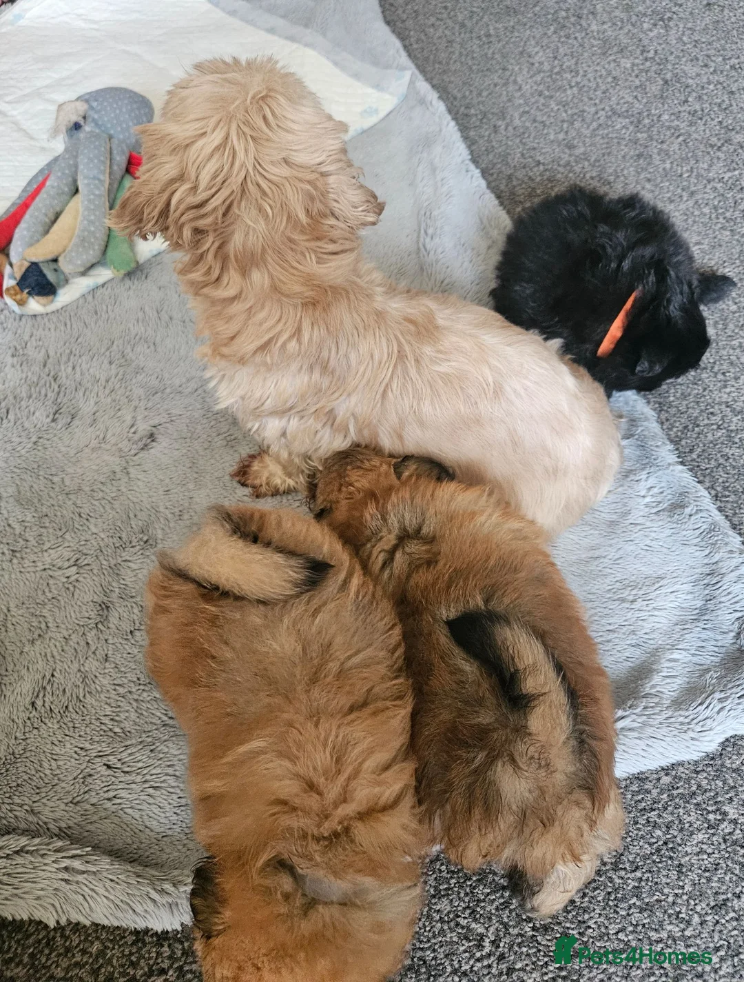 Mixed Breed dogs for sale: Stunning mixed poms  - Advert 5