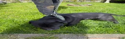 Staffordshire Bull Terrier dogs for stud: Proven Stunning Stud (Staffordshire bullterrier)' - Advert 4