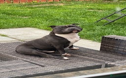 Staffordshire Bull Terrier dogs for stud: STORM - Image 10