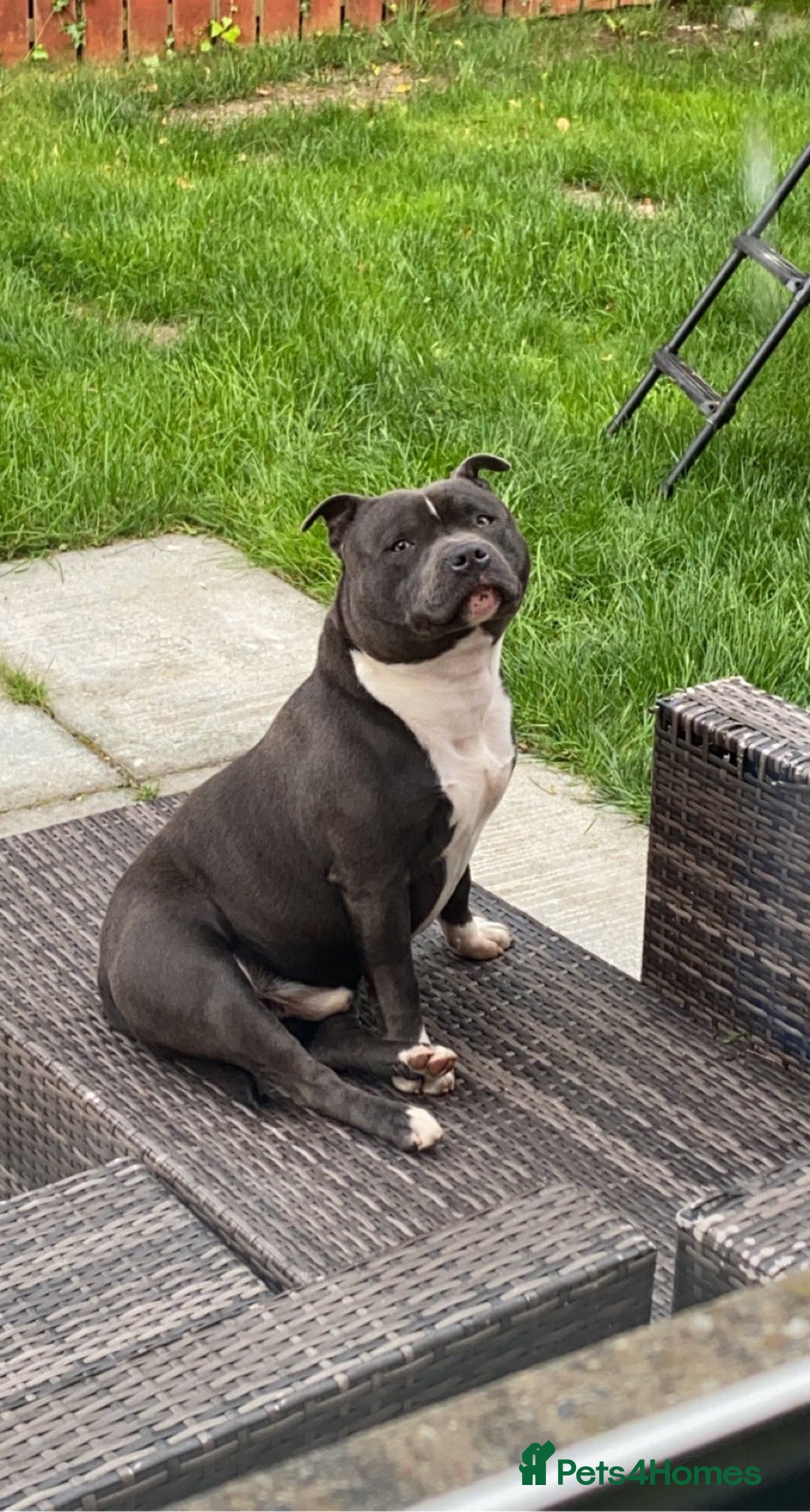 Staffordshire Bull Terrier dogs for stud: STORM - Image 10