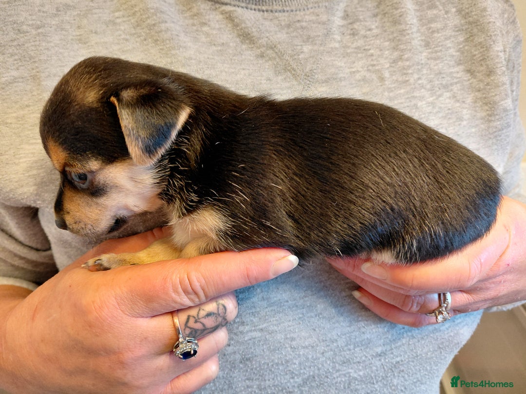 Jack Russell dogs for sale: Jack Russell Puppies - Image 3