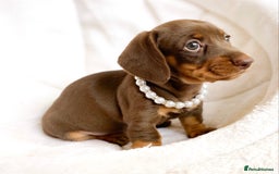 Miniature Dachshund dogs for sale: READY NOW PRA CLEAR DACHSHUND PUPPIES - Image 6