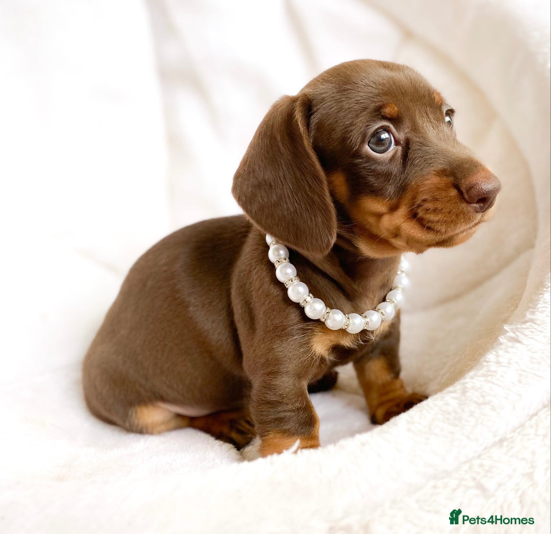 Miniature Dachshund dogs for sale: READY NOW PRA CLEAR DACHSHUND PUPPIES - Image 6